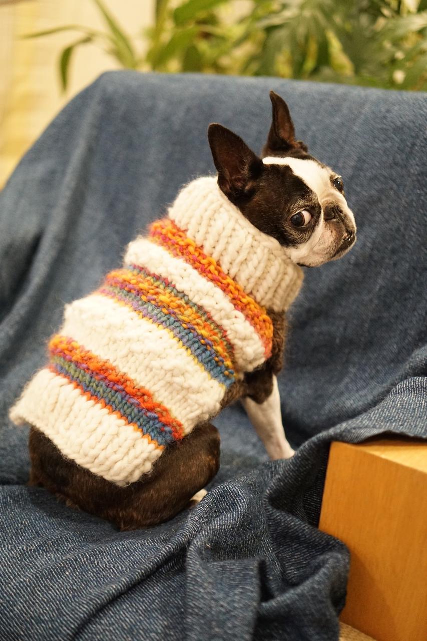 Czy pies powinien chodzić w sweterku w zimne dni?