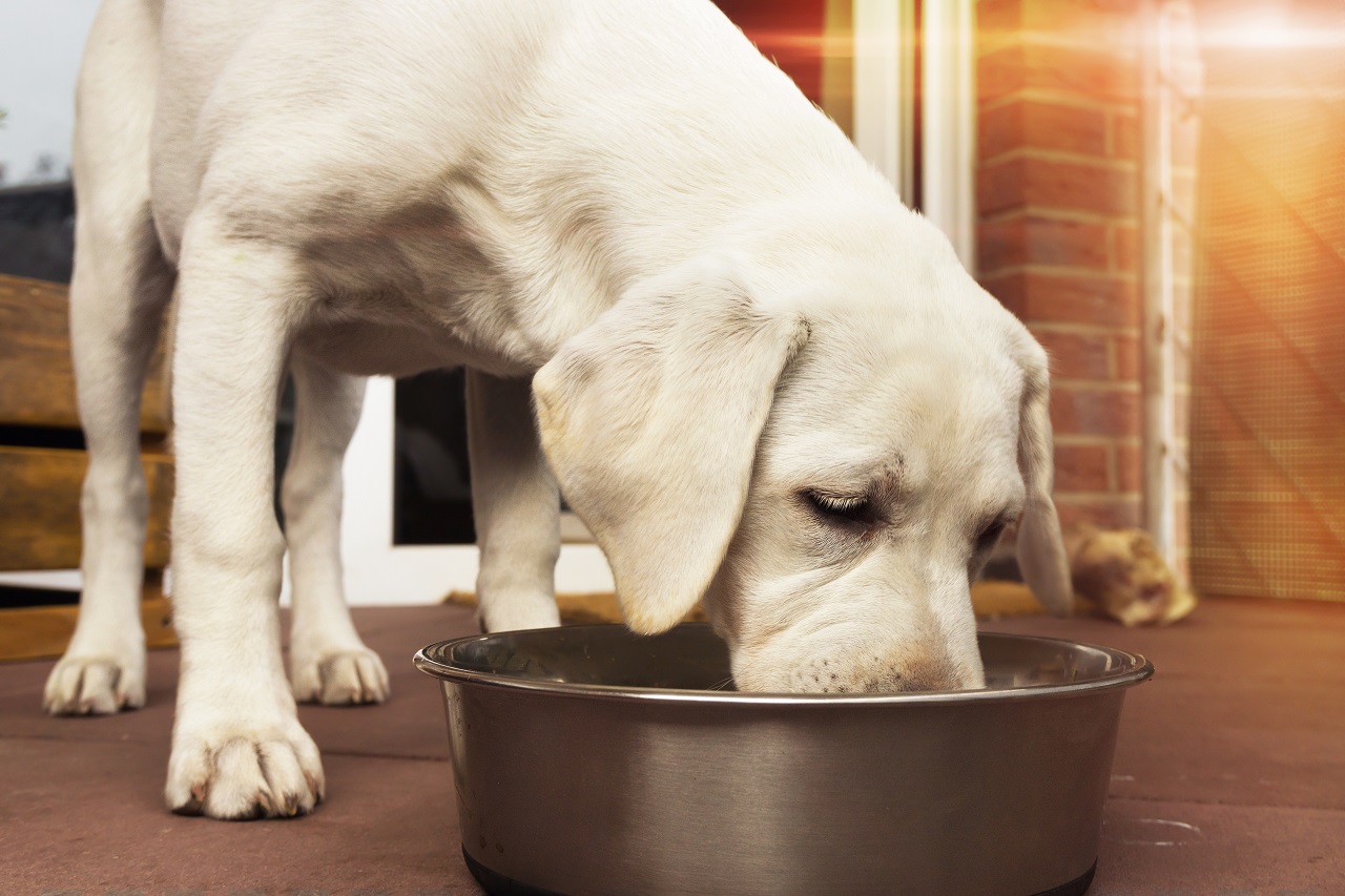 Kiedy warto wprowadzić mokrą karmę swojemu psu?
