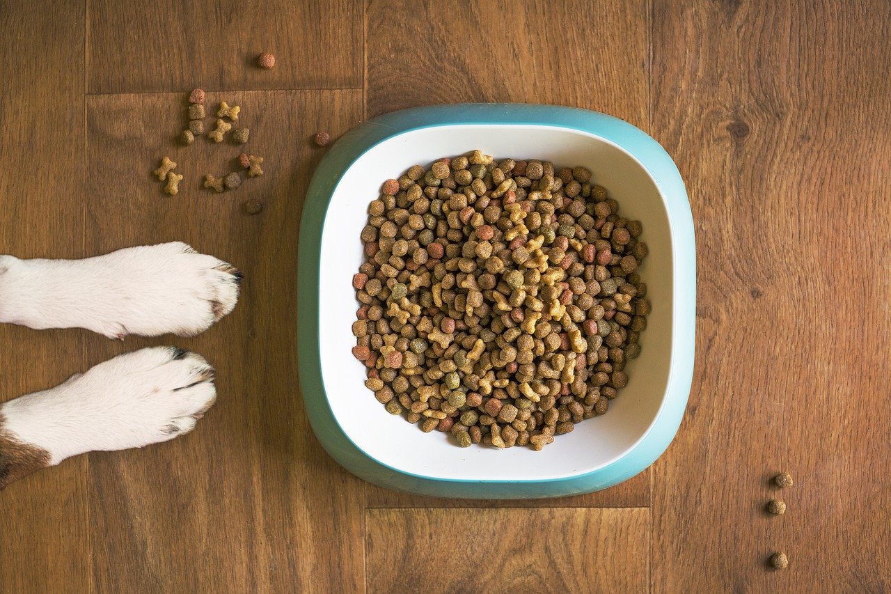 Sucha czy mokra karma dla psów – jaką wybrać?