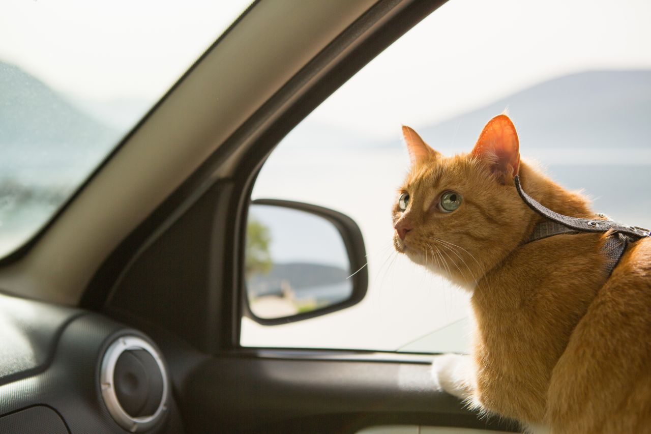 Wakacyjny wyjazd – jak bezpiecznie przewieźć kota?